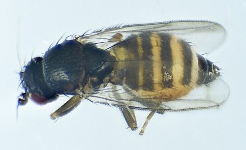 Pullimosina heteroneura